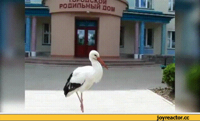 гиф анимация,гифки - ПРИКОЛЬНЫЕ анимированные gif (гиф анимация, анимашки),аист