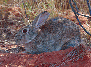 охотничьи кролики австралия 4