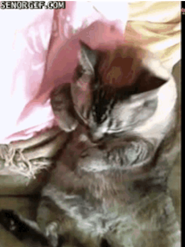 коты, позитив, добро, животные, дети