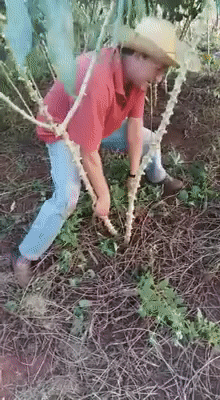 Вот будет лето - поедем на дачу!