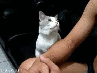 коты, позитив, добро, животные, дети