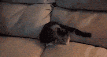 source: imgur.com Котониндзя. Пушистые воины