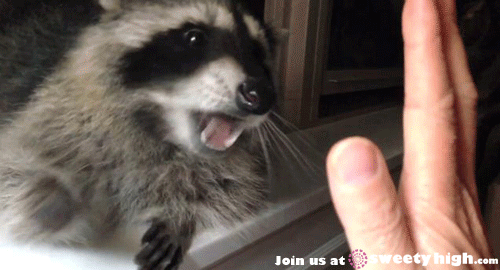 The 18 Most Important Raccoon-Related GIFs On The Internet