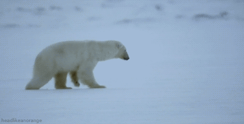 A polar bear smells a seal under the ice. Unfortunately for the bear, the ice is too thick. (Planet Earth Live - BBC)