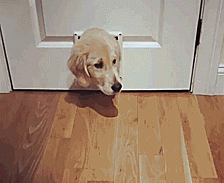 Mom Please Let Me In! I Don’t Fit Through The Cat Door
