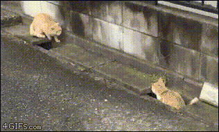 GIF-доказательство, что коты - чертовски весёлые ребята GIF коты юмор