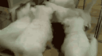 Смешные животные, которые с утра встали не с той ноги животыне не стой ноги, смешные животные gif, уморительные животные, животные ситуации