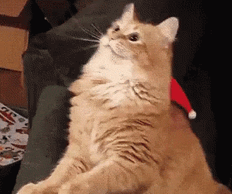 GIF-доказательство, что коты - чертовски весёлые ребята GIF коты юмор