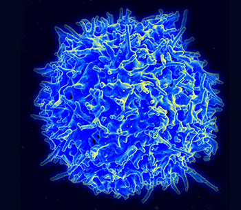 an illustration of a T cell