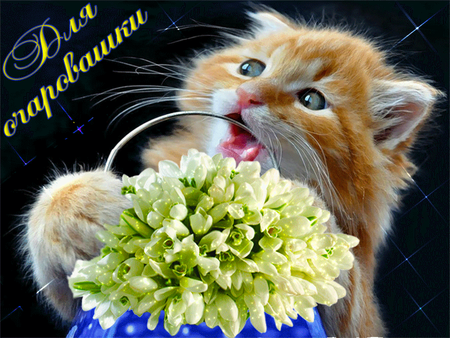 Пожелать любимой улыбок. Кот с цветами открытка. Открытки с животными и цветами. Цветочки для настроения. Цветы и котик открытка.