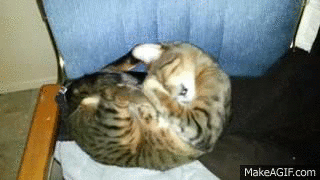 Кототерапия