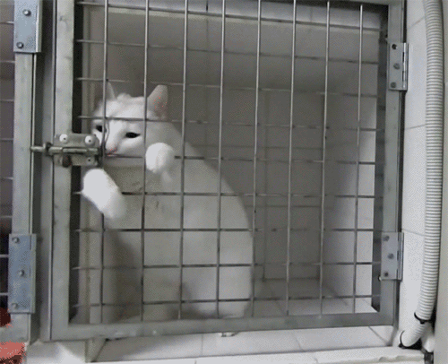 Котик в клетке