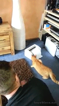 животные, коты, юмор