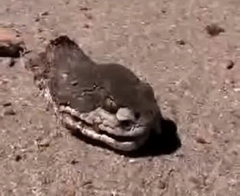 мир, природа, факт