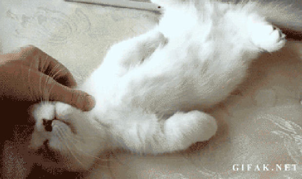 кошка очень хочет спать 