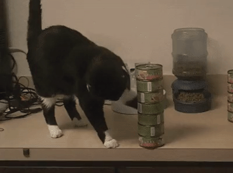 почему кошки сбрасывают вещи со стола, зачем кошки сбрасывают вещи