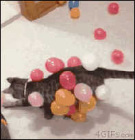 Праздничный котик