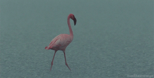 A flamingo walking in the rain. (The Crimson Wing - Disneynature)