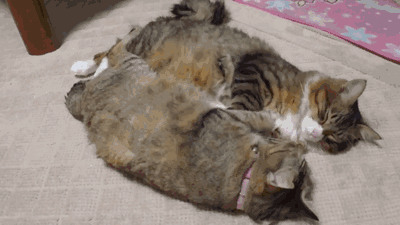 зеркальные коты повторюхи