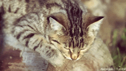 сон и бодрствование у котов