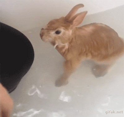 Заяц принимает ванну