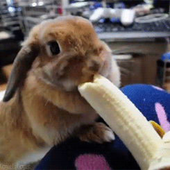 кролик кушает