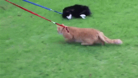 1412242724-11845cebb7c8c797f1157e46453b50ea.gif