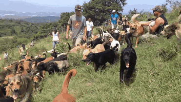 land-of-stray-dogs-territorio-de-zaguates-costa-rica-17