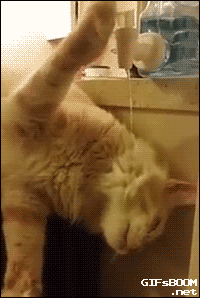 Кототерапия дня