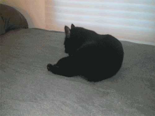 чёрный кот на хэллоуин 10