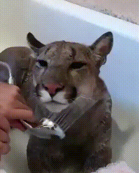 Большая кошка любит мыться Большая кошка любит мыться