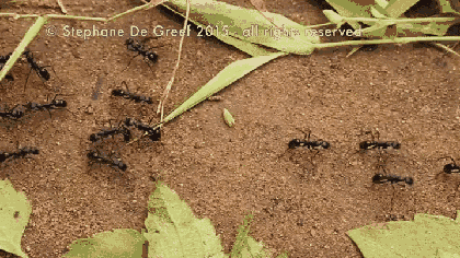 интересно, муравьи, познавательно