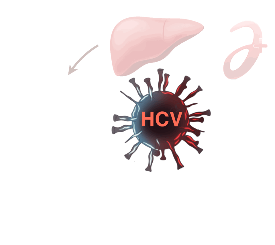 Влияние вируса гепатита С на печень и развитие цирроза
