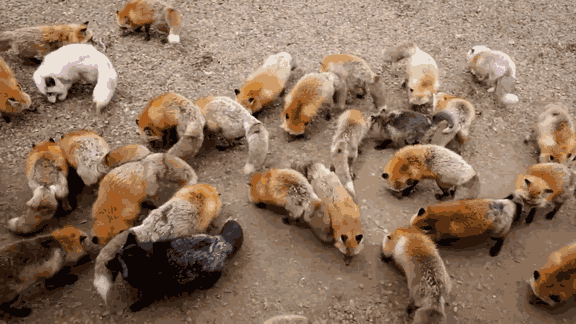 FoxVillage02 Самое мимимишное место на земле — японская деревня лис