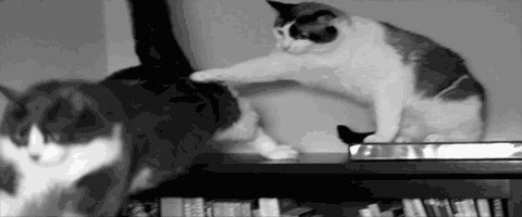 Смешные, любопытные, кошки, анимация, гифки