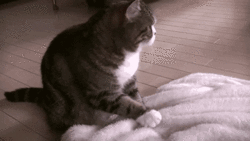 Котик готовит место