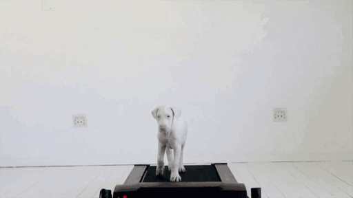 щенок на беговой дорожке 