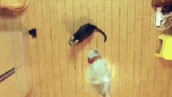 прыжок кошки