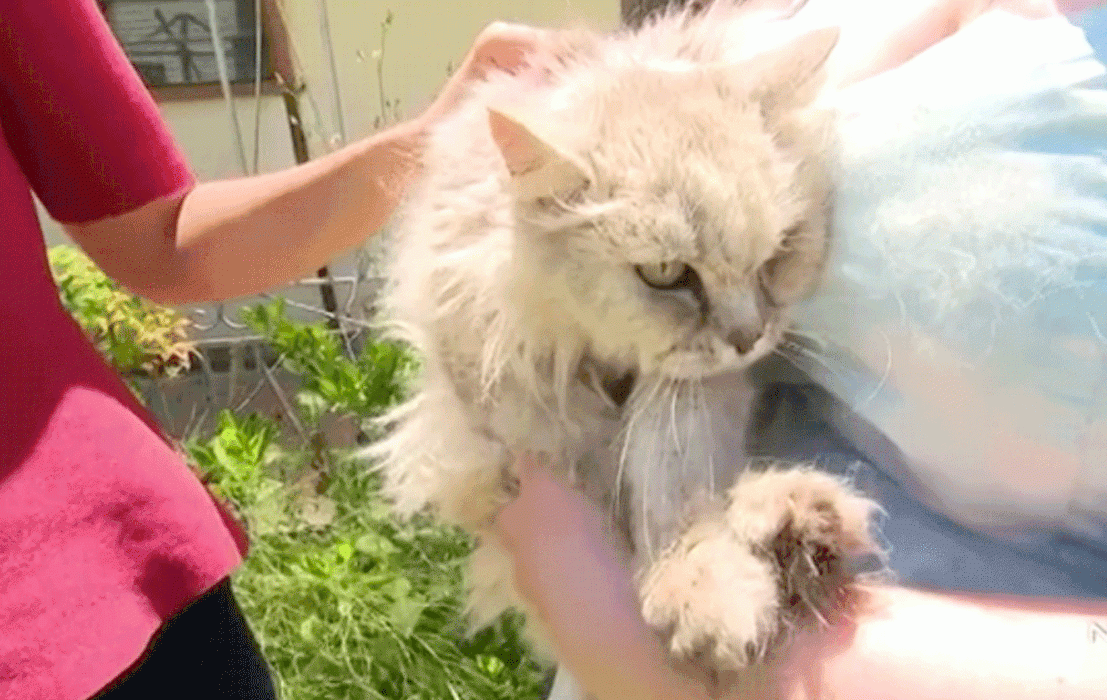 кошка на руках