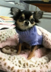 Собаки