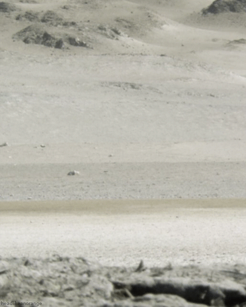 A Humboldt penguin in the Atacama Desert. (Untamed Americas - NGC)