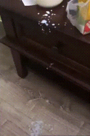 Эти гифки с животными сделают ваш день!