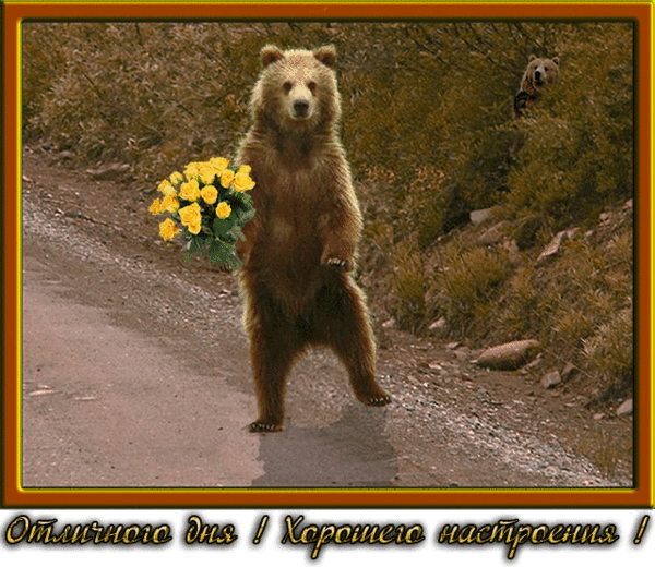 Здравствуйте сегодня я прихожу. Медведь приветствует. Привет медведь. Прикольный медведь. Хорошего дня медведь.