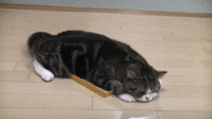 Gif