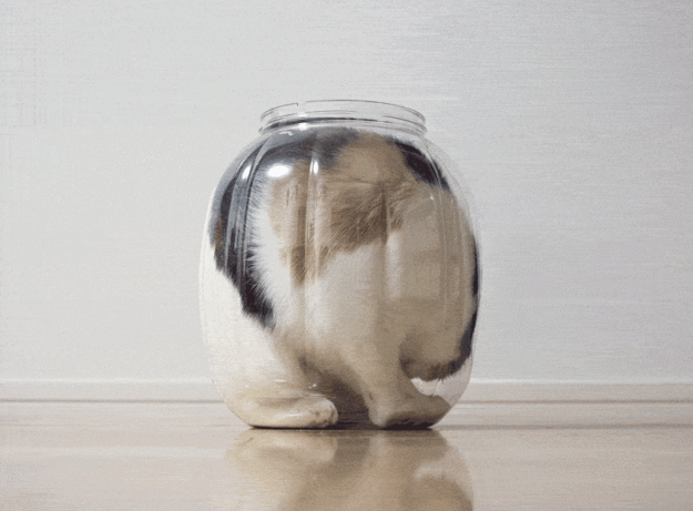 spin Кошки   это жидкость, есть доказательства