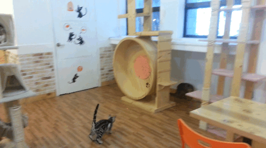 source: imgur.com Котониндзя. Пушистые воины