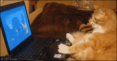 кот за ноутбуком