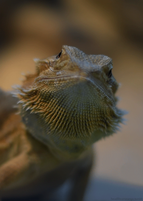 Центральный бородатый дракон