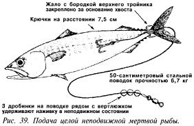 Подача целой неподвижной мертвой рыбы