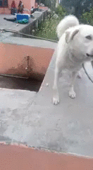 Дай пять, дружище! Дай пять, дружище!